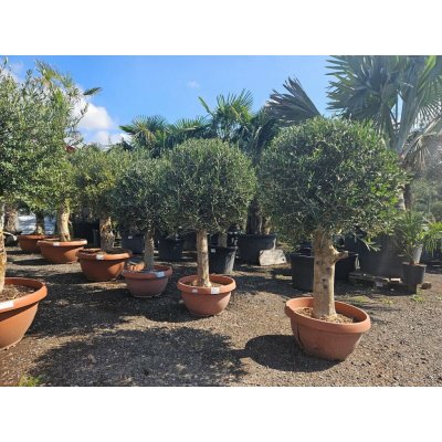 Olivovník Evropský - Bonsai Tarrina - Tarrina Q60/Q50 – Hledejceny.cz