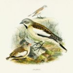 poznámkový Ptáčci 30 x 30 cm 2026 – Zboží Dáma