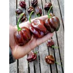 Semena Habanero Chocolate – Zboží Dáma