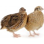 Afeedmix Kompletní krmivo pro křepelky KŘ 5 kg – Hledejceny.cz