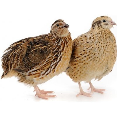 Afeedmix Kompletní krmivo pro křepelky KŘ 5 kg – Hledejceny.cz
