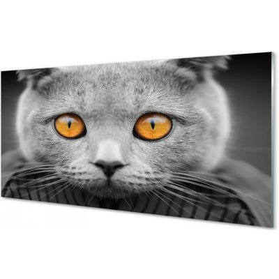 Skleněný panel Šedá Britská kočka 100x50 cm