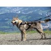 Non-stop Dogwear postroj Free Motion