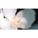 Maison Francis Kurkdjian Baccarat Rouge 540 parfémovaný extrakt unisex 70 ml – Zbozi.Blesk.cz