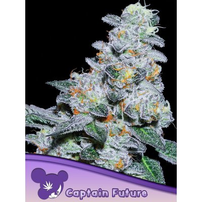 Anesia Seeds Captain Future semena neobsahují THC 3 ks – Zboží Dáma