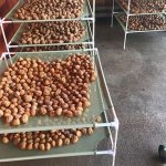 Clever Grow Sušák 6 – Zbozi.Blesk.cz