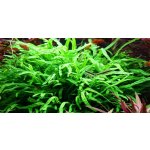 Microsorum pteropus Trident – Zboží Dáma