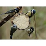 Unipet International Ltd. Krmítko pro ptáky Kokos s moučnými červy Suet To Go 200 g – Hledejceny.cz