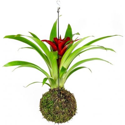 Gardners Kokedama Guzmania (M) Guzmánie 1 ks – Zboží Mobilmania