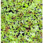 Azolla karolínská – Zbozi.Blesk.cz