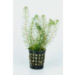 Rotala wallichii - Kolovka Wallichova – Sleviste.cz