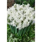 Narcis 'Paperwhite Ziva' 5 ks – Zboží Dáma