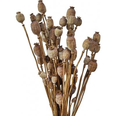 Sušené makovice - Papaver - Přírodní - 200 g – Zboží Dáma