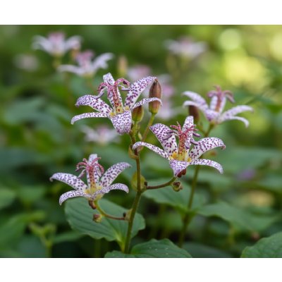 Liliovka srstnatá 'Purple Beauty' 3 ks – Sleviste.cz