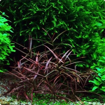 Hygrophila Araguaia 7 cm – Hledejceny.cz