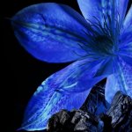 Garnier Botanic Therapy Magnetic Charcoal šampon 400 ml – Zboží Dáma