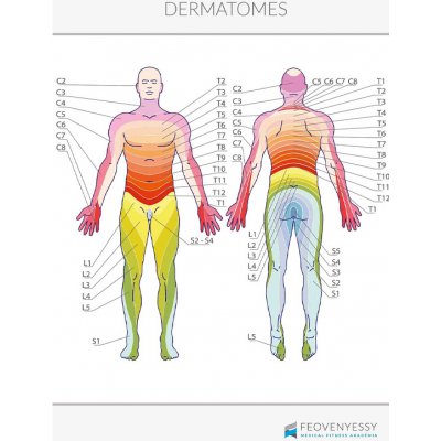 Feövenyessy Anatomický plakát - Dermatomy 50 x 70 cm | EN – Hledejceny.cz