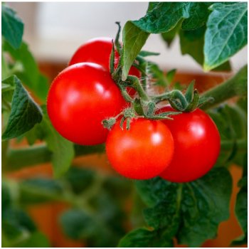 Rajče Matina - Solanum lycopersicum - semena rajčete - 20 ks