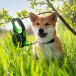 Vsepropejska Lead samonavíjecí vodítko pro psa – Zboží Mobilmania