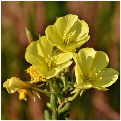 Pupalka dvouletá - Oenothera biennis - semena - 150 ks – Zboží Mobilmania