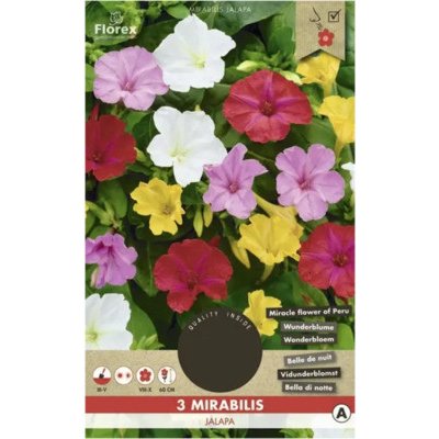 Nocenka Florex Mirabilis 'Jalapa' 3 ks – Sleviste.cz