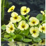 Hydrocleys nymphoides – pohár Ø 12 cm – Hledejceny.cz