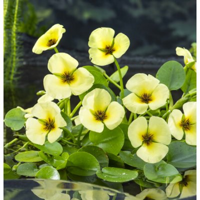 Hydrocleys nymphoides – pohár Ø 12 cm – Hledejceny.cz