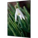 Jansen Display Textilní dekorace na zeď A1 Bílé sněženky, 594 x 841 mm – Hledejceny.cz