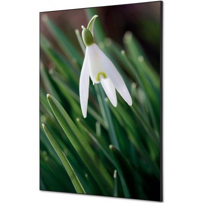 Jansen Display Textilní dekorace na zeď A1 Bílé sněženky, 594 x 841 mm – Hledejceny.cz