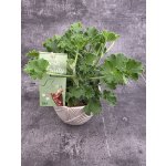 Pelargonium graveolens Coca-cola – Zboží Dáma
