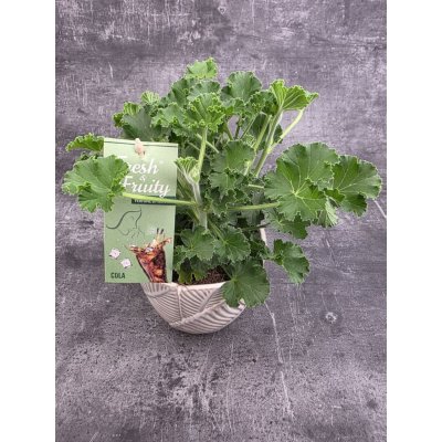 Pelargonium graveolens Coca-cola – Zboží Dáma