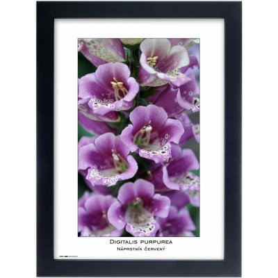 TRADAG Natura 21 x 29,7 - A4 černý – Zboží Živě