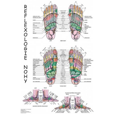 Vydavatelství Poznání Anatomický plakát - Reflexologie nohy 47 x 63 cm – Zboží Mobilmania
