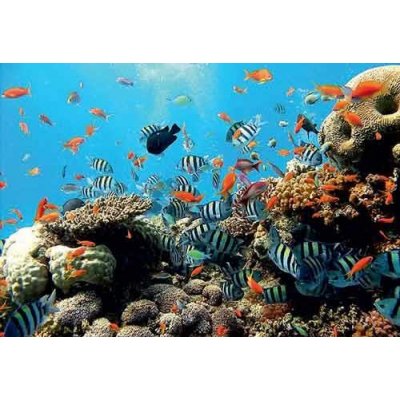 Impol Trade 4-005 vliesová fototapeta korálový útes rozměr 254 cm x 184 cm – Zboží Mobilmania