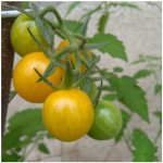 Divoké rajče Gold Rush - Solanum pimpinellifolium - semena rajčete - 6 ks – Hledejceny.cz