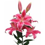 Lilie OR LIBER EDGE 110 cm / 6+ – Zboží Dáma