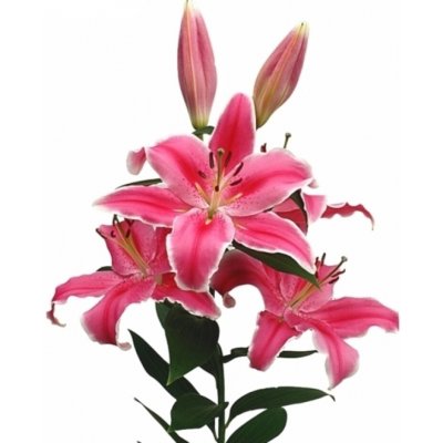 Lilie OR LIBER EDGE 110 cm / 6+ – Zboží Dáma