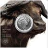 South African Mint stříbrná mince Buffalo 2023 1 oz