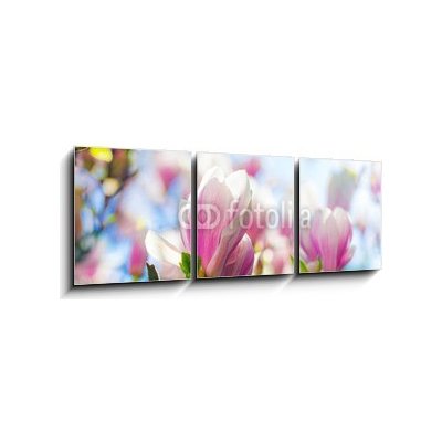 Obraz 3D třídílný - 150 x 50 cm - Beautiful blossoming magnolia tree in the spring time Krásný kvetoucí magnolia v jarním období – Zbozi.Blesk.cz