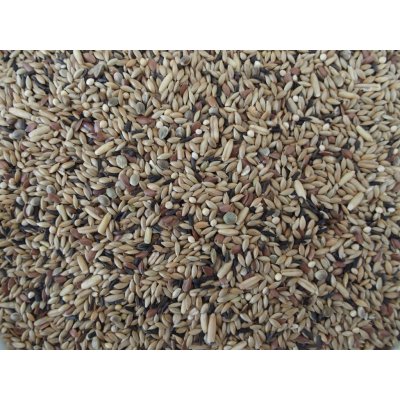 HobbyFirst King Kanarie Basis 1 Kg – Zboží Dáma