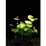 Hydrocotyle leucocephala – Zboží Dáma