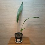 Aspidistra Elatior Milky Way č1 – Zboží Mobilmania