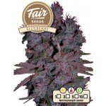 Fair Seeds AUTO Blueberry semena neobsahují THC 5 ks – Zboží Mobilmania