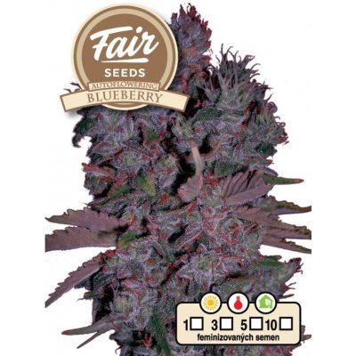 Fair Seeds AUTO Blueberry semena neobsahují THC 5 ks – Zboží Mobilmania