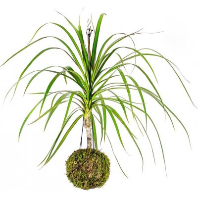 Gardners Kokedama Dracaena marginata (L) Dracéna lemovaná, dračinec 1 ks – Zboží Mobilmania