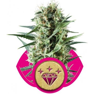 Royal Queen Seeds Special Kush n. 1 semena neobsahují THC 3 ks – Zboží Mobilmania