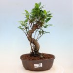 e-bonsai Pokojová bonsai - Ficus kimmen - malolistý fíkus – Hledejceny.cz