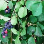 Amelanchier alnifolia 'Smokey' Prodejní velikost: 060/100, Velikost hrnku: 2 l – Hledejceny.cz