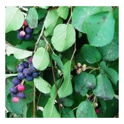 Amelanchier alnifolia 'Smokey' Prodejní velikost: 060/100, Velikost hrnku: 2 l – Hledejceny.cz