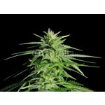 WEBLUX 36911963 Samolepka fólie Potent Medical Marijuana Plant Silná lékařská marihuana rostlina rozměry 270 x 200 cm